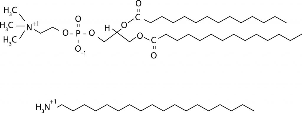 Phosphatidylcholine and Stearylamine molecules
